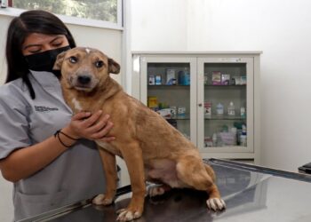 Puebla tendrá 27 centros de bienestar animal