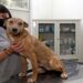 Puebla tendrá 27 centros de bienestar animal