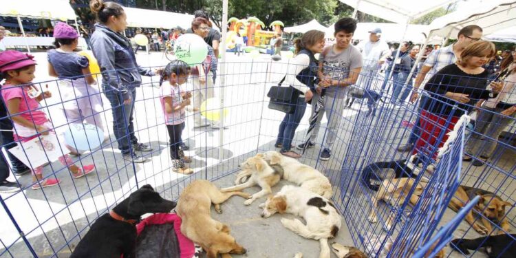 Regularán venta de mascotas en Puebla