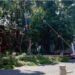 Enfermos, árboles retirados de Parque Sor Juana