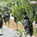 Ceniza del Popo da sabor característico a chile poblano