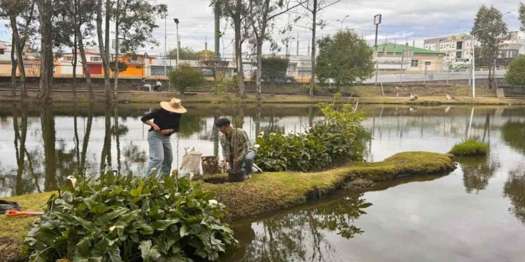 Plantan 20 ahuehuetes en BUAP