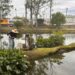 Plantan 20 ahuehuetes en BUAP