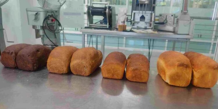 Desarrollan proyecto para incorporar insectos a dieta