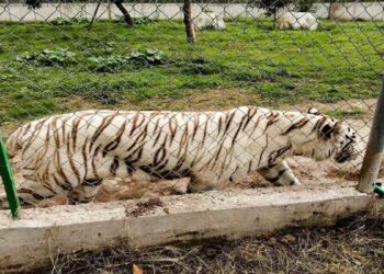 Documentación de tigre de Bengala, en regla: Segob Puebla