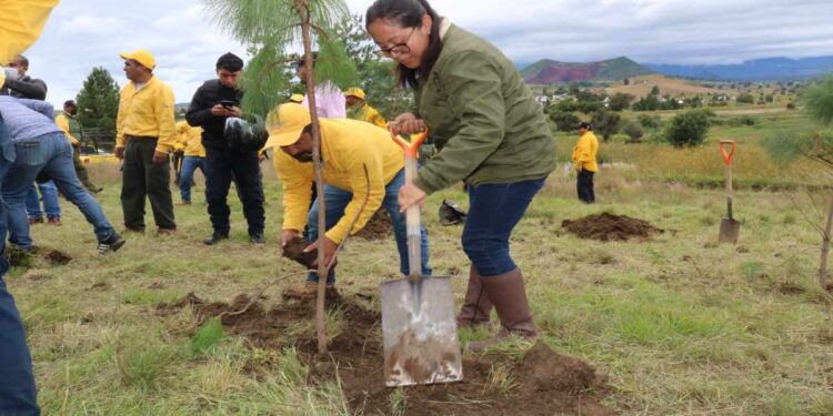 Gobierno estatal restaura mil 600 hectáreas forestales