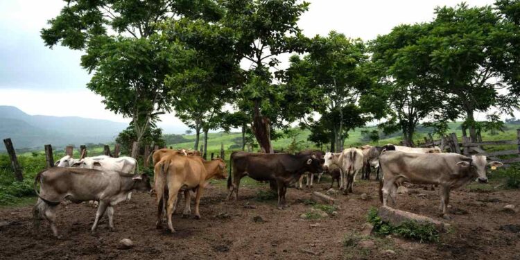 Impacta gusano barrenador a pequeños productores