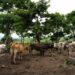 Impacta gusano barrenador a pequeños productores