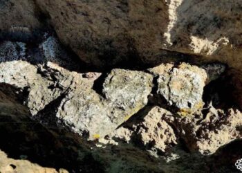 Hallan fósiles de animales del Pleistoceno