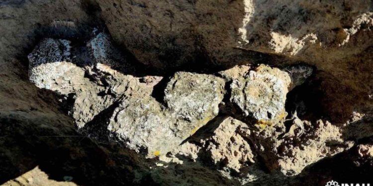 Hallan fósiles de animales del Pleistoceno