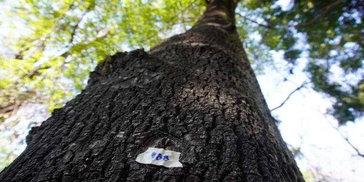 Reubicarán árboles por cablebús