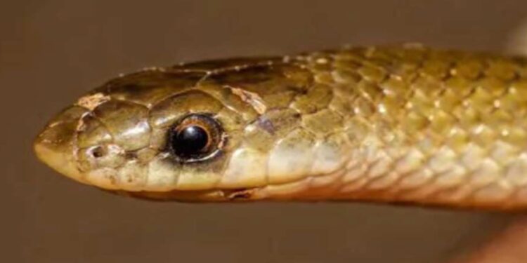 Descubren nueva especie de serpiente endémica