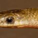 Descubren nueva especie de serpiente endémica
