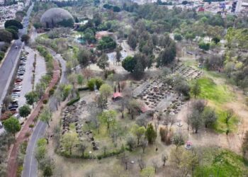 Reforestación histórica: plantarán 10 mil árboles