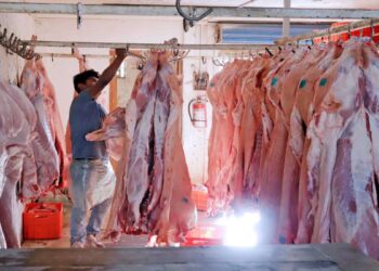 Porcicultores blindan granjas con alertas