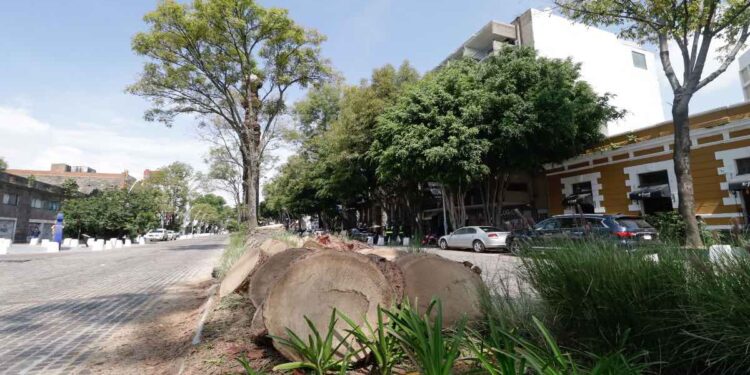 Prevén hacer 4 mil podas y derribos