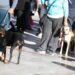 Armenta exige investigar caso de maltrato animal