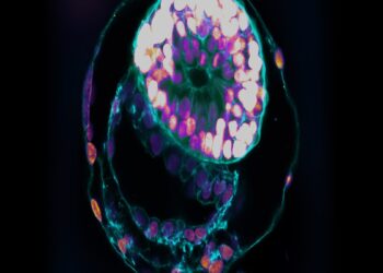 Genética humana más allá de la Tierra