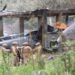 Investiga FGJ causas de explosión en Tepeaca