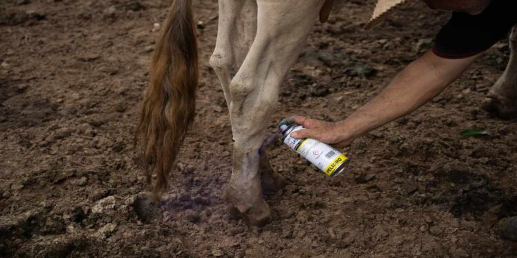Piden reforzar alerta por gusano barrenador en Puebla