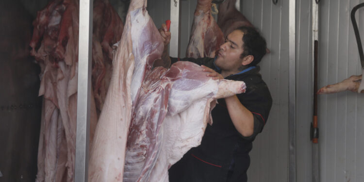 Aumentan 40 % sacrificios porcinos en rastro